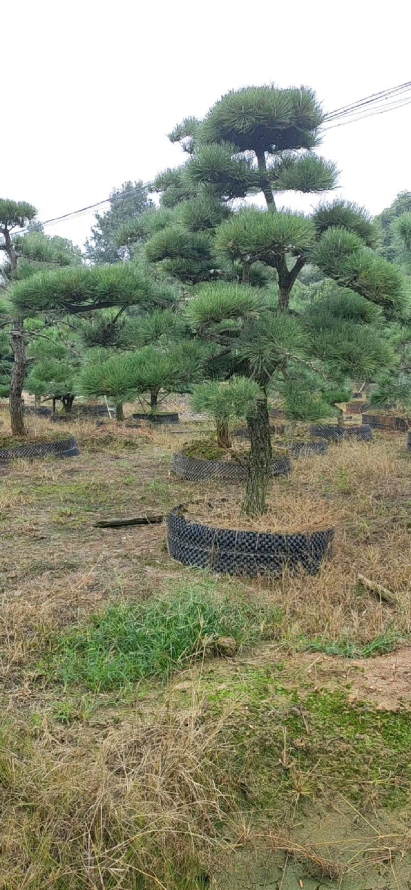 黑松精品火爆造型黑松，黑松盆景，日本黑松，异形黑松