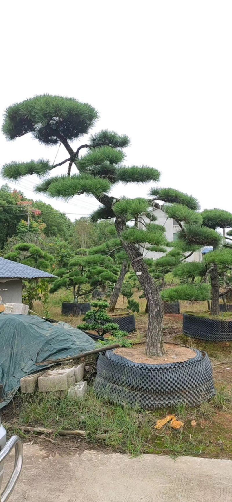黑松精品火爆造型黑松，黑松盆景，日本黑松，异形黑松