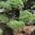 黑松精品火爆造型黑松，黑松盆景，日本黑松，异形黑松