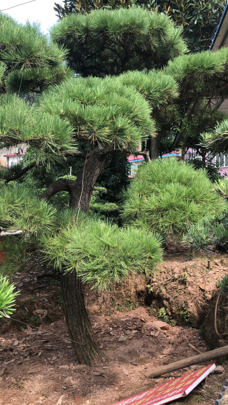黑松精品火爆造型黑松，黑松盆景，日本黑松，异形黑松