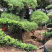 黑松精品火爆造型黑松，黑松盆景，日本黑松，异形黑松