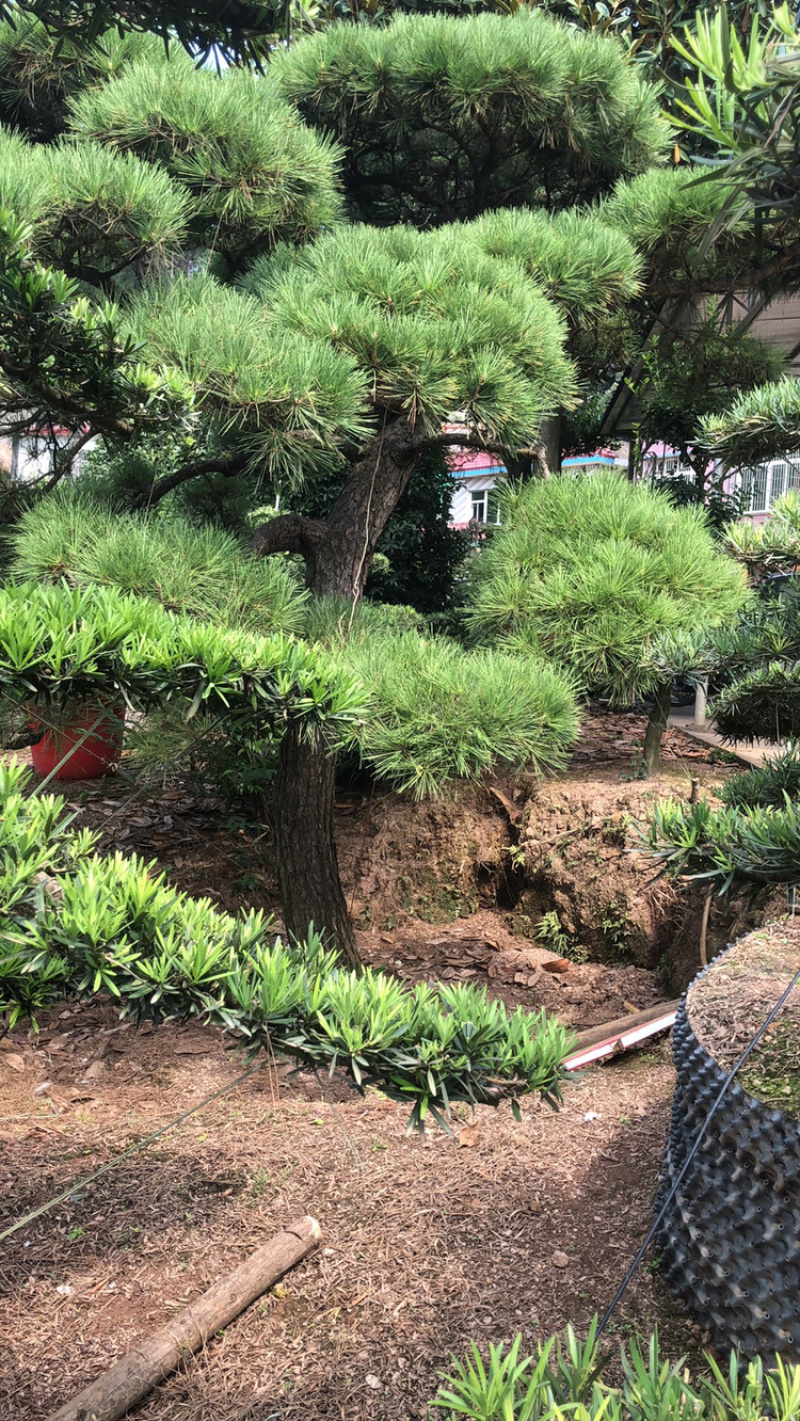 黑松精品火爆造型黑松，黑松盆景，日本黑松，异形黑松
