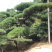 黑松精品火爆造型黑松，黑松盆景，日本黑松，异形黑松