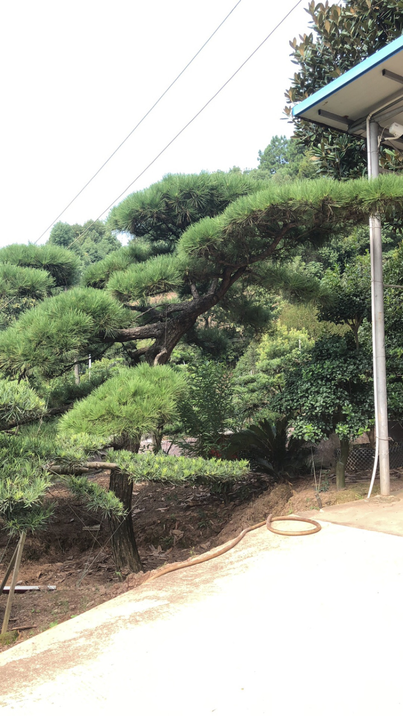 黑松精品火爆造型黑松，黑松盆景，日本黑松，异形黑松