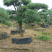黑松精品火爆造型黑松，黑松盆景，日本黑松，异形黑松