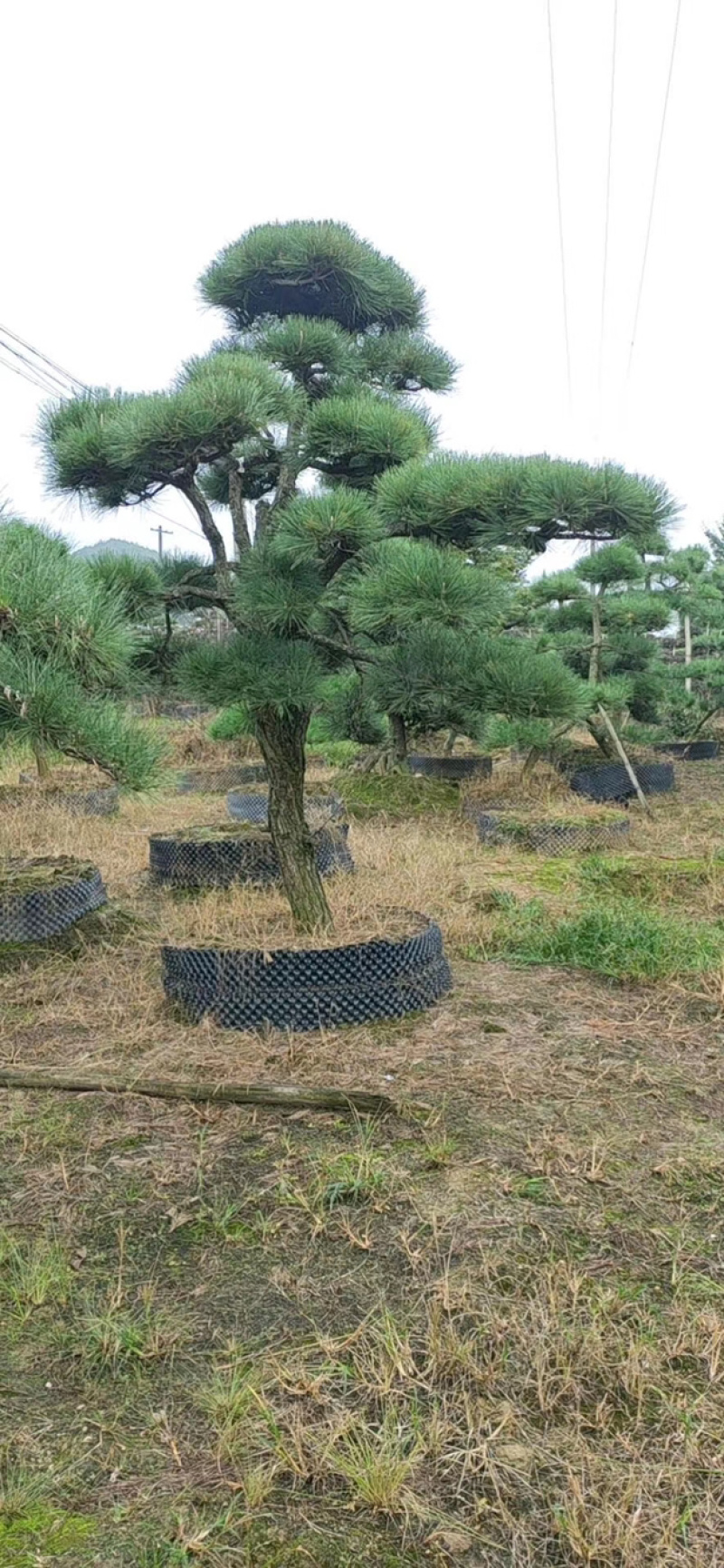 黑松精品火爆造型黑松，黑松盆景，日本黑松，异形黑松