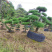 黑松精品火爆造型黑松，黑松盆景，日本黑松，异形黑松