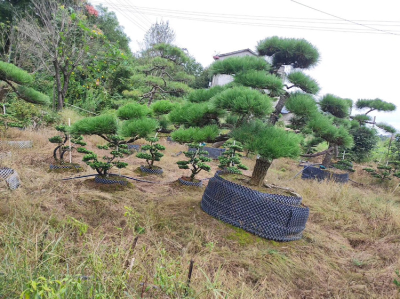 黑松精品火爆造型黑松，黑松盆景，日本黑松，异形黑松