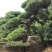 黑松精品火爆造型黑松，黑松盆景，日本黑松，异形黑松