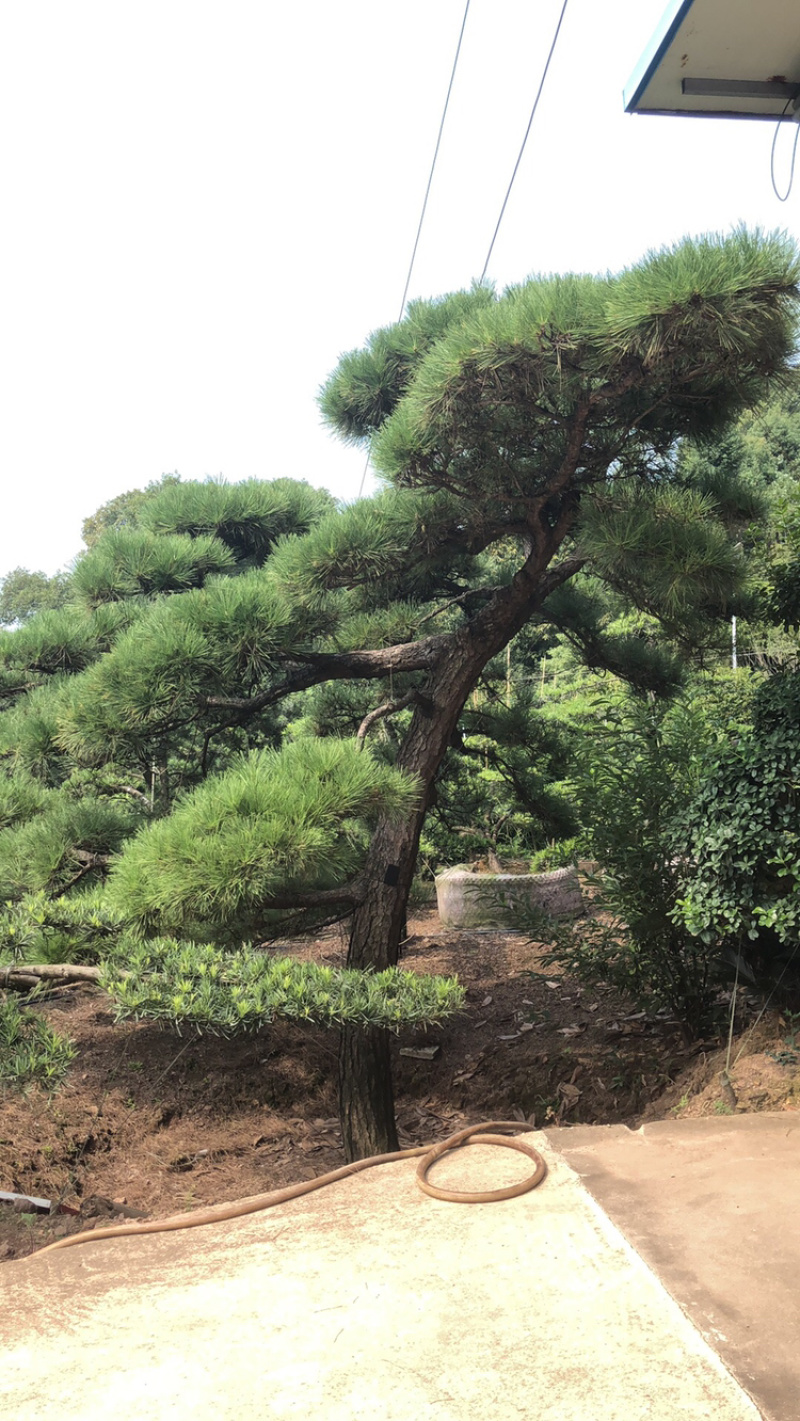 黑松精品火爆造型黑松，黑松盆景，日本黑松，异形黑松