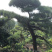 黑松精品火爆造型黑松，黑松盆景，日本黑松，异形黑松