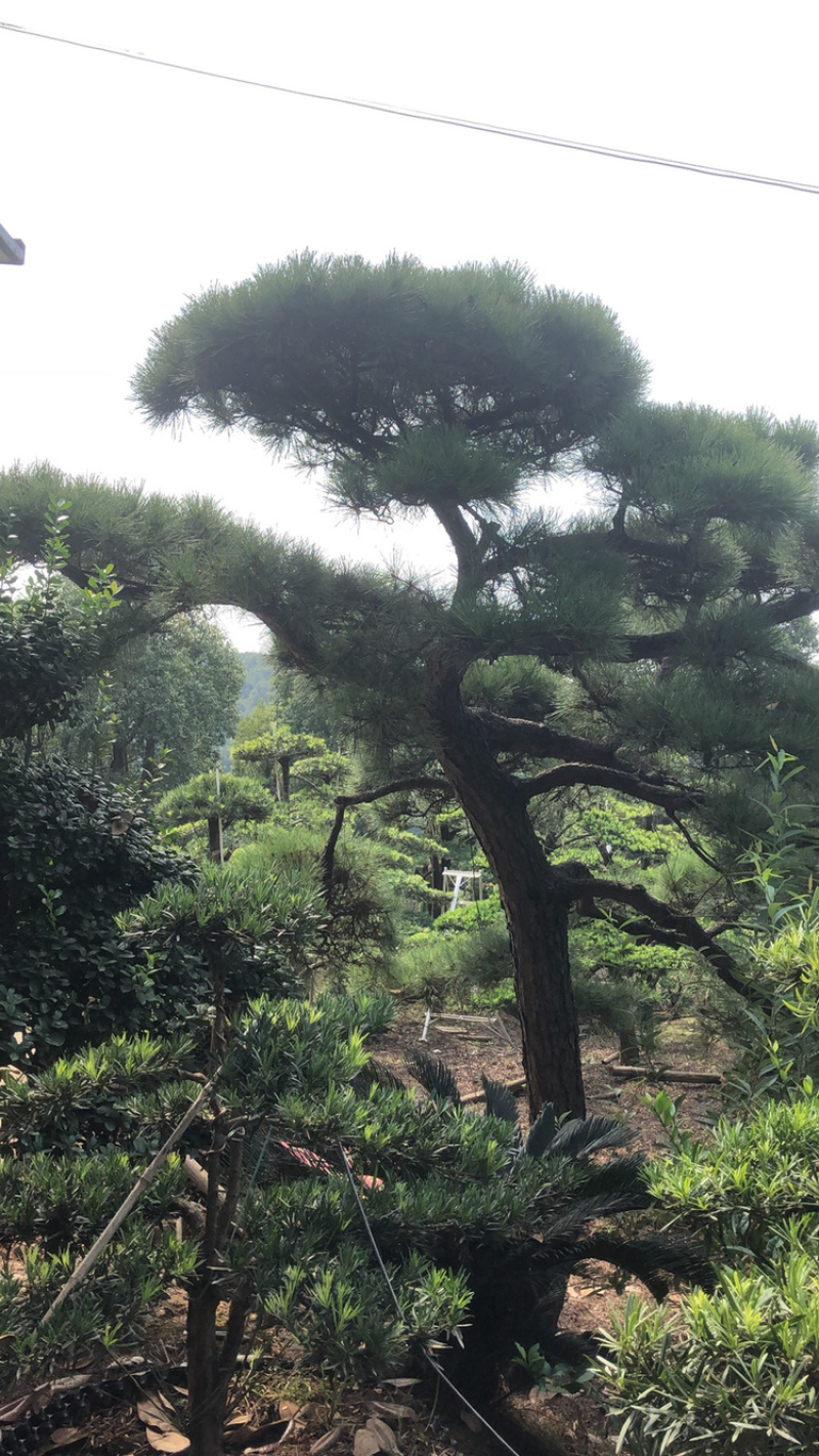 黑松精品火爆造型黑松，黑松盆景，日本黑松，异形黑松