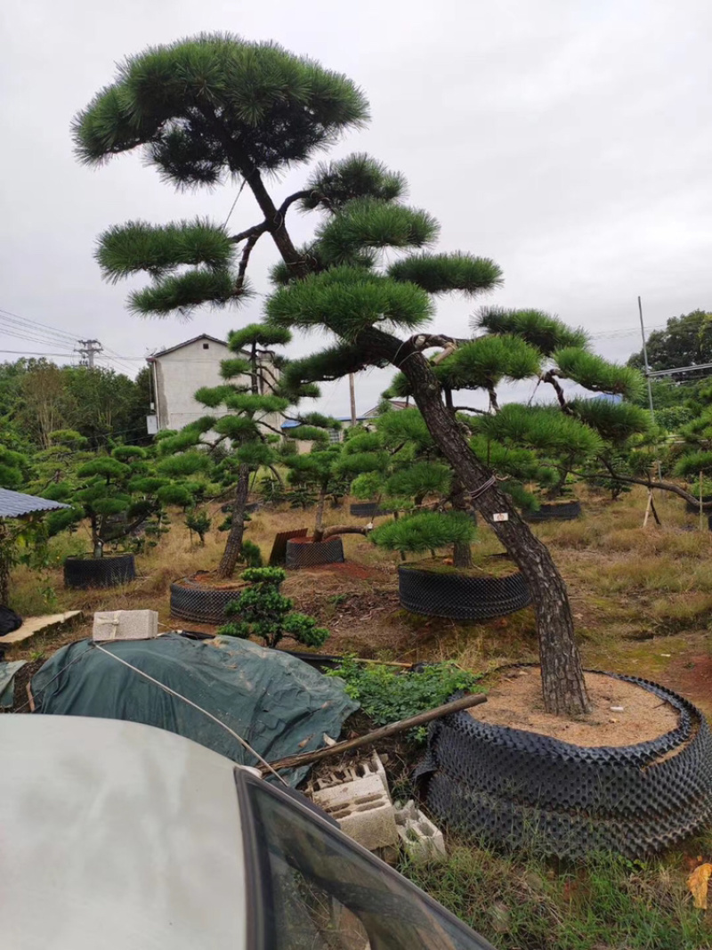 黑松精品火爆造型黑松，黑松盆景，日本黑松，异形黑松