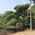 黑松精品火爆造型黑松，黑松盆景，日本黑松，异形黑松