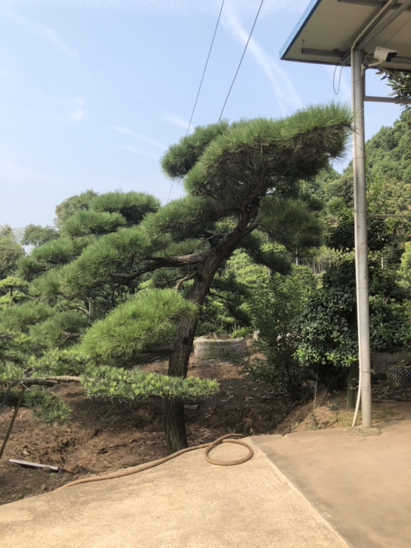 黑松精品火爆造型黑松，黑松盆景，日本黑松，异形黑松