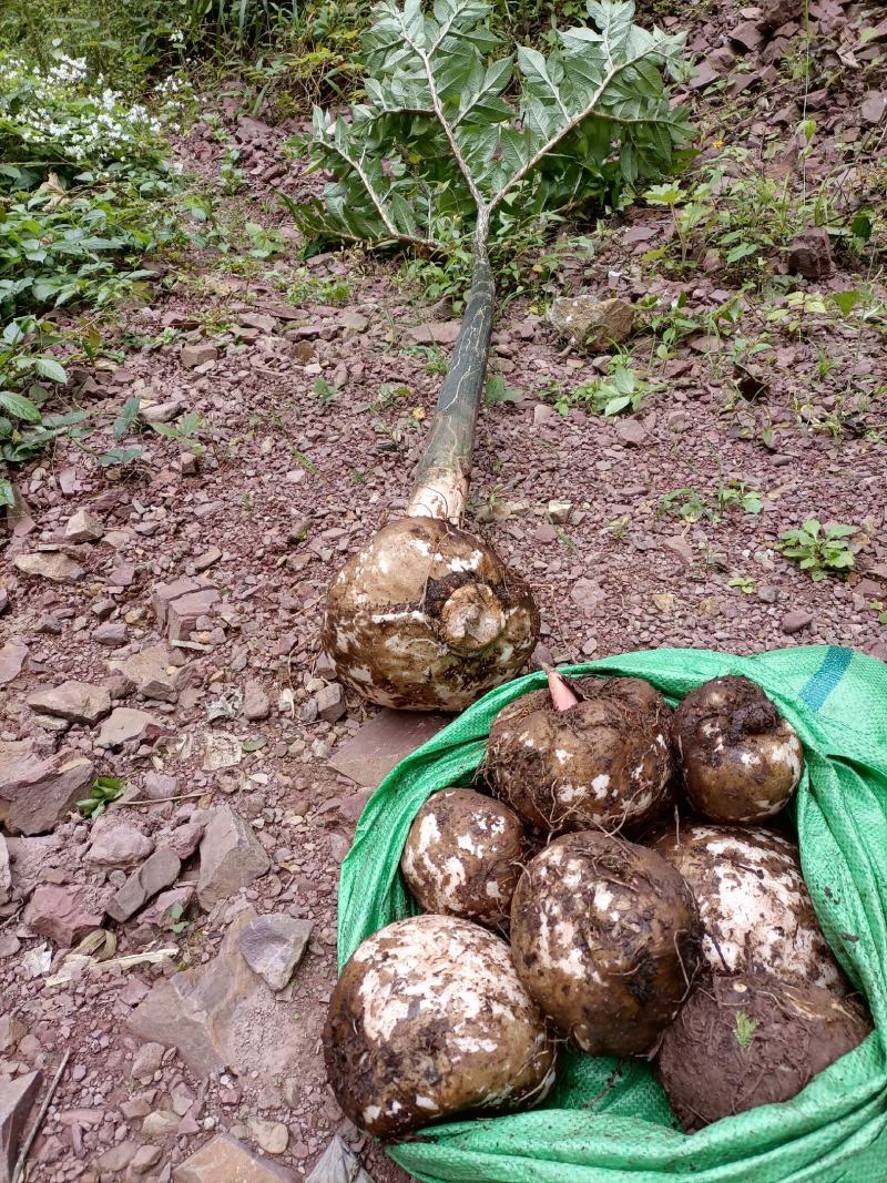 魔芋种植于桂林灵川县大境瑶族乡笑天狮山脉下。