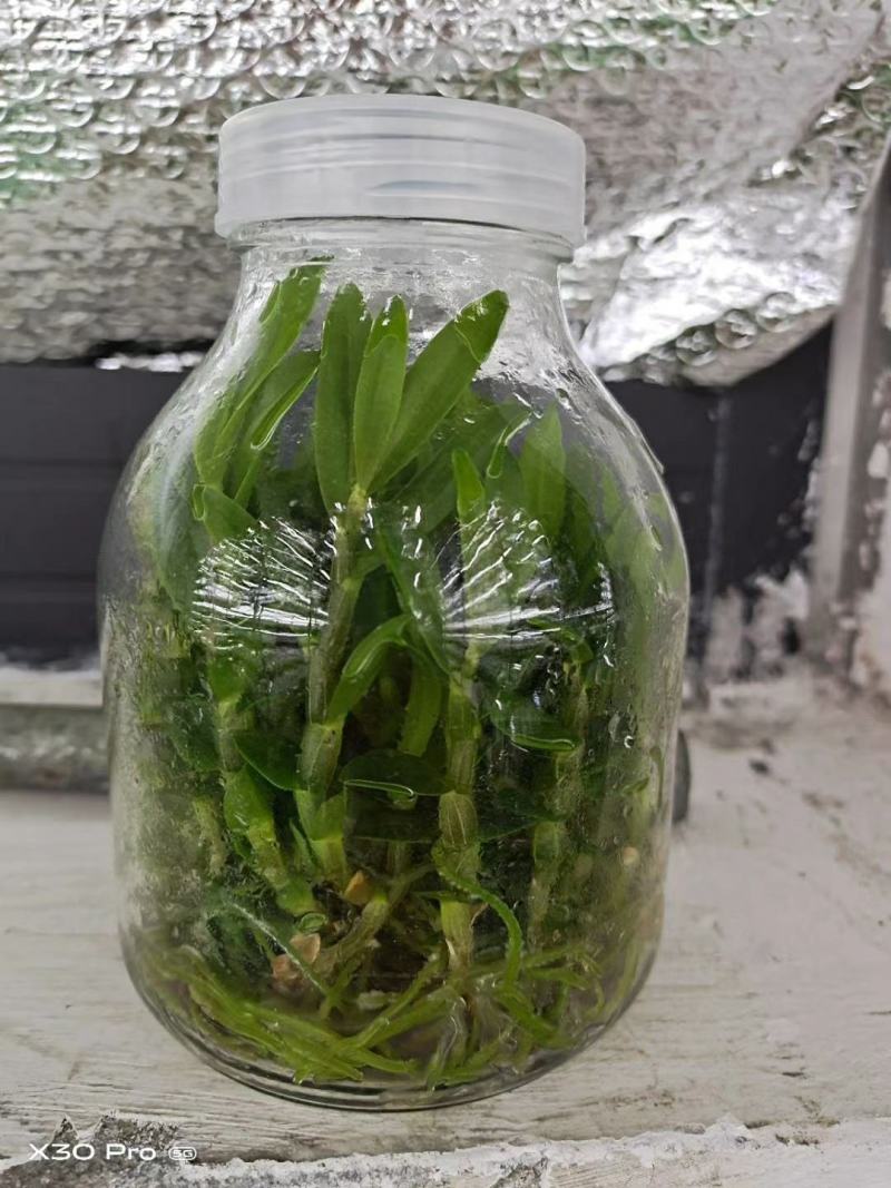 雁荡山（红杆软脚)铁皮石斛瓶苗