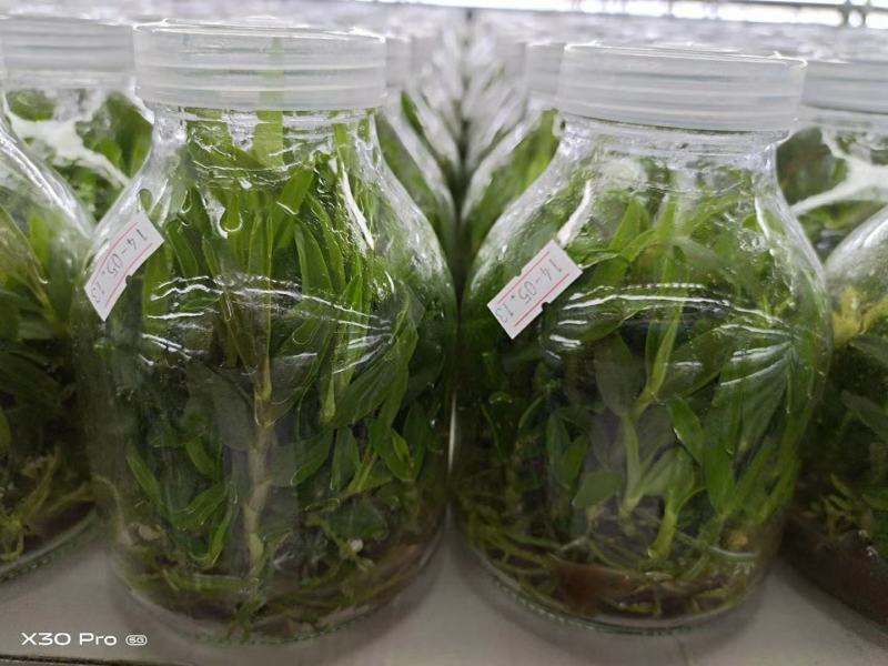 雁荡山（红杆软脚)铁皮石斛瓶苗