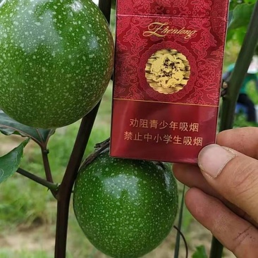 芭乐味黄金百香果苗蜂蜜味百香果苗紫香台农香蜜金霸百香果