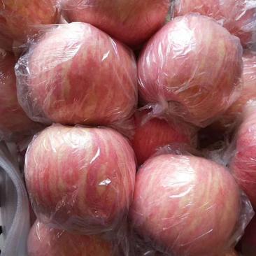 山西万荣纸加膜冰糖心红富士、羊奶苹果全年大量供应。