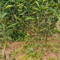 怀化黄金贡柚树苗移植苗，二年苗种植二年开始挂果。
