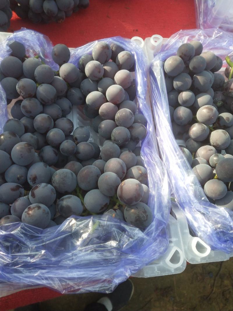 精品巨峰葡萄大量上市品质保证一手货源量大从优欢迎联系