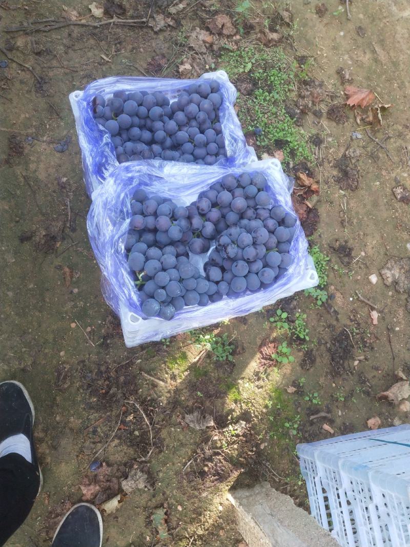 精品巨峰葡萄大量上市品质保证一手货源量大从优欢迎联系