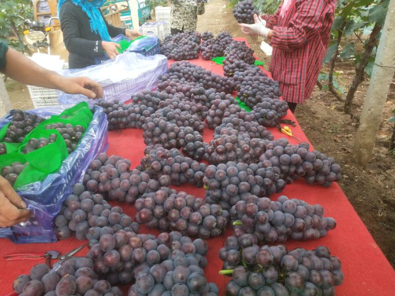 精品巨峰葡萄大量上市品质保证一手货源量大从优欢迎联系