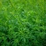 黄花苜蓿草木犀多年生牧草种子南北方柱花草营养高猪牛羊鸡鸭