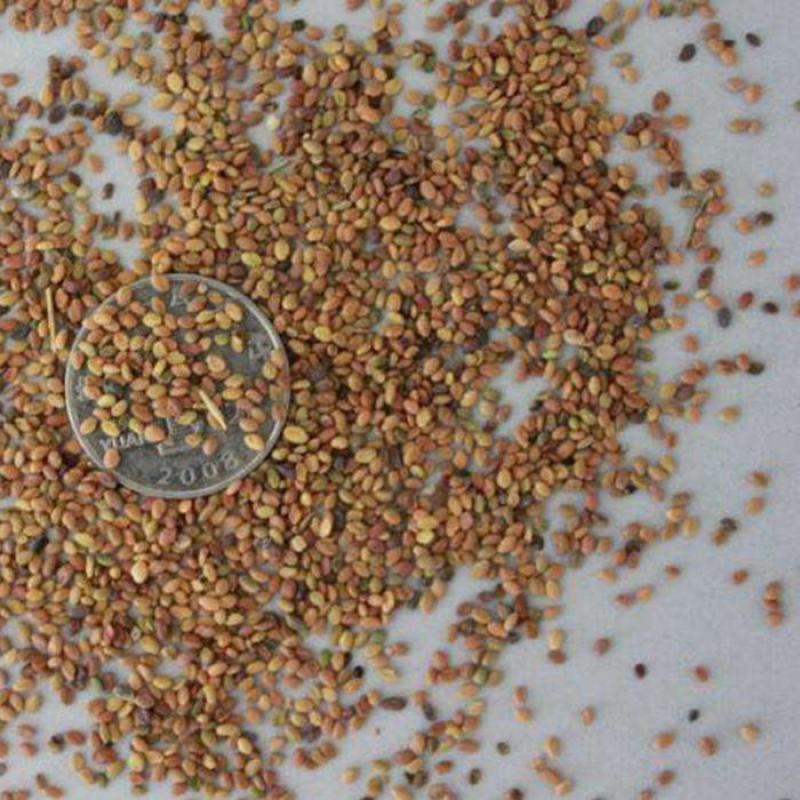 黄花苜蓿草木犀多年生牧草种子南北方柱花草营养高猪牛羊鸡鸭