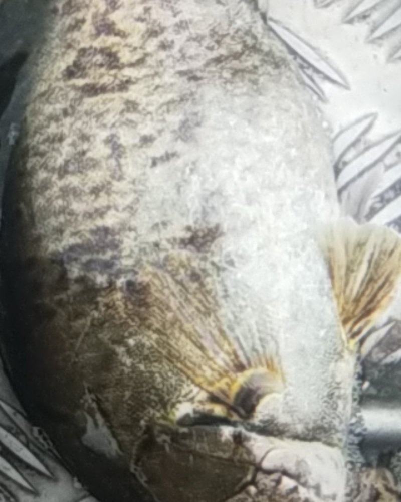 诚意经营，安全营养，货源充足