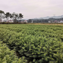 一年速生杉树苗长势良好根系发达