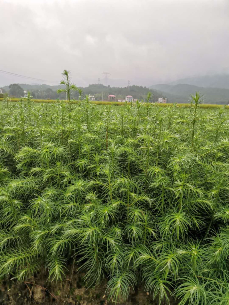 一年速生杉树苗长势良好根系发达
