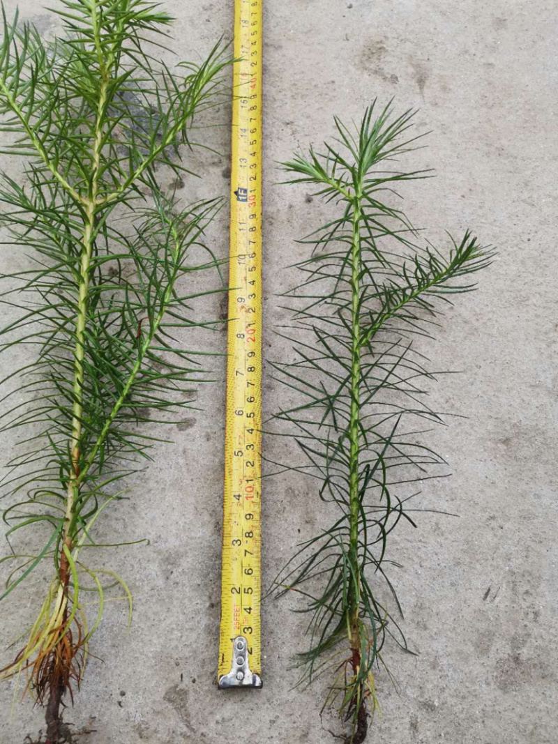 一年速生杉树苗长势良好根系发达