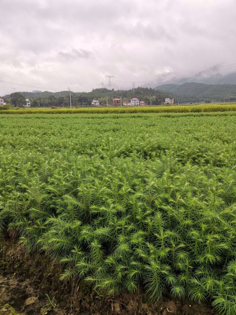 一年速生杉树苗长势良好根系发达