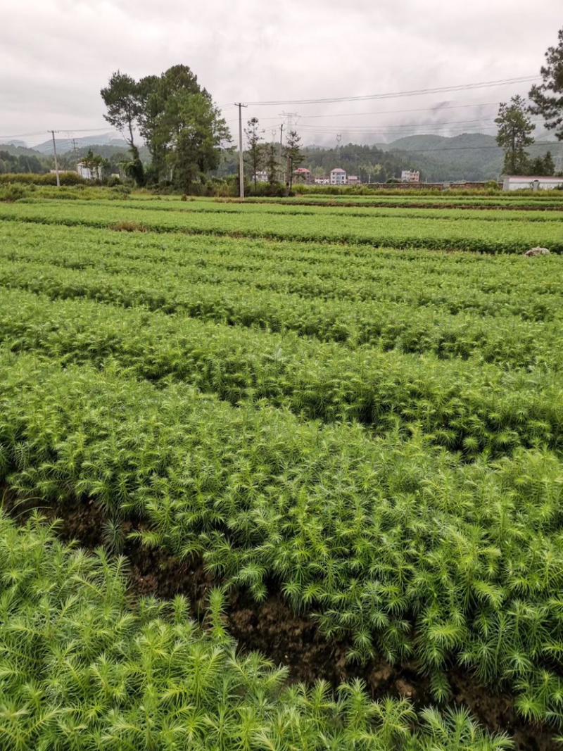 一年速生杉树苗长势良好根系发达