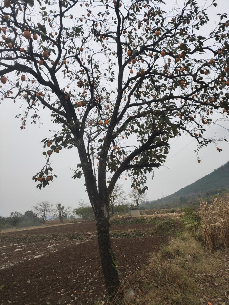 柿子树柿柿如意古树百年柿子树园林绿化各种规格大量供应