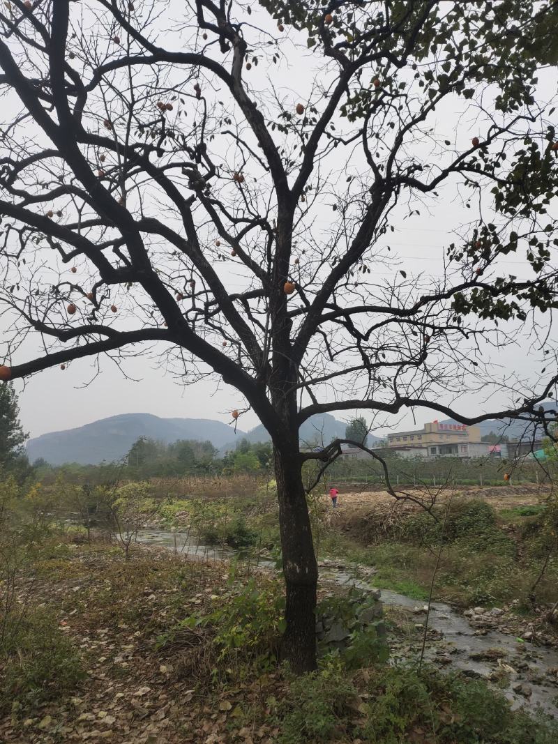 柿子树柿柿如意古树百年柿子树园林绿化各种规格大量供应