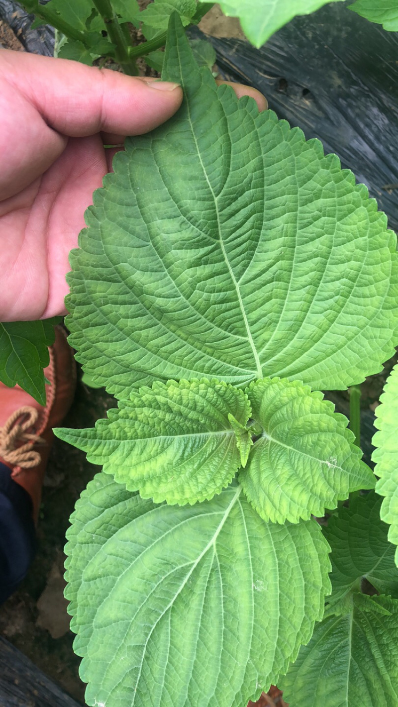 自己农场种植紫苏叶，叶大，色正，欢迎大家关注