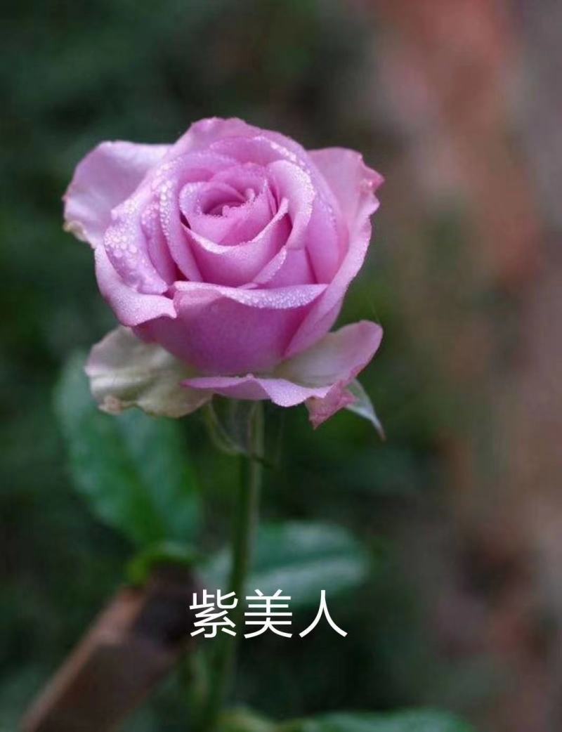 玫瑰月季小苗卡罗拉，橙色芭比黄蝴蝶折射，香槟紫霞仙子