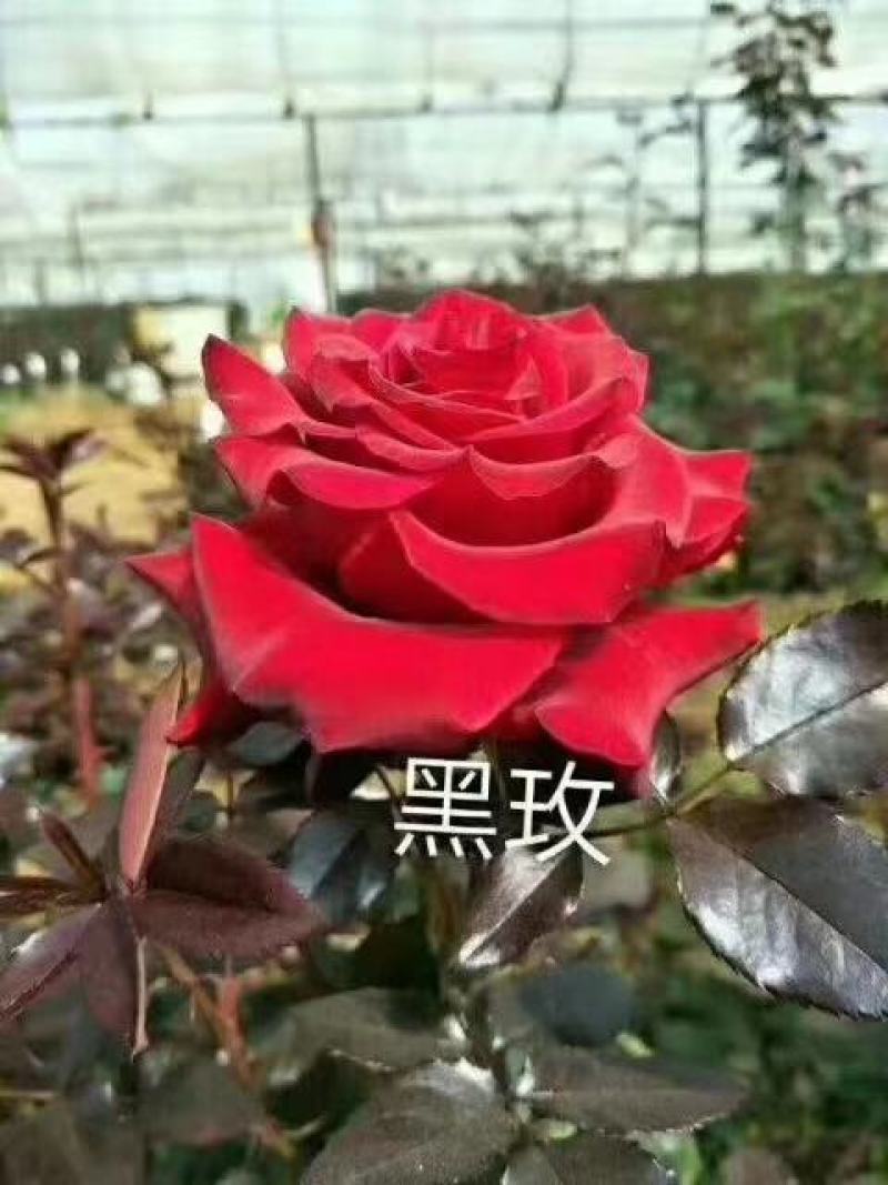 玫瑰月季小苗卡罗拉，橙色芭比黄蝴蝶折射，香槟紫霞仙子