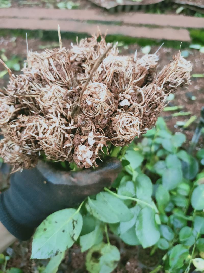 玫瑰月季小苗卡罗拉，橙色芭比黄蝴蝶折射，香槟紫霞仙子