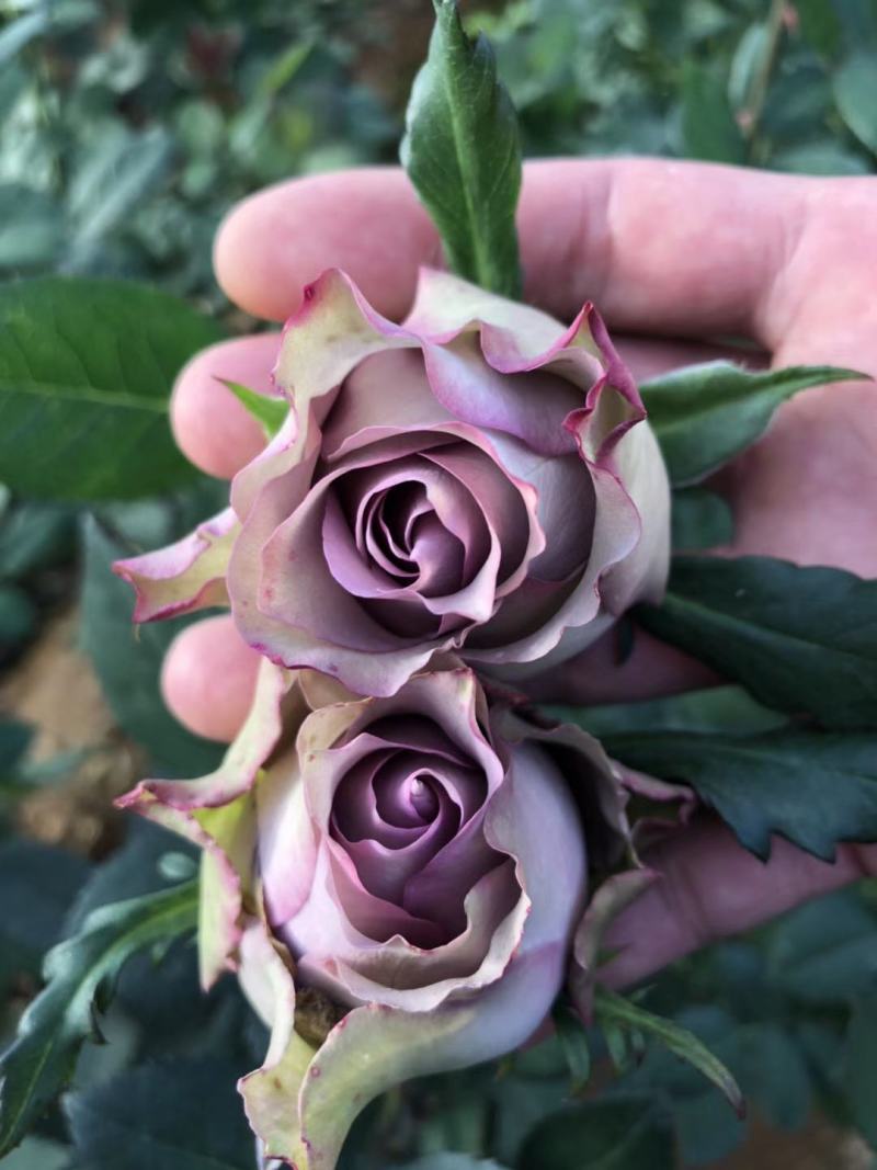 玫瑰月季小苗卡罗拉，橙色芭比黄蝴蝶折射，香槟紫霞仙子