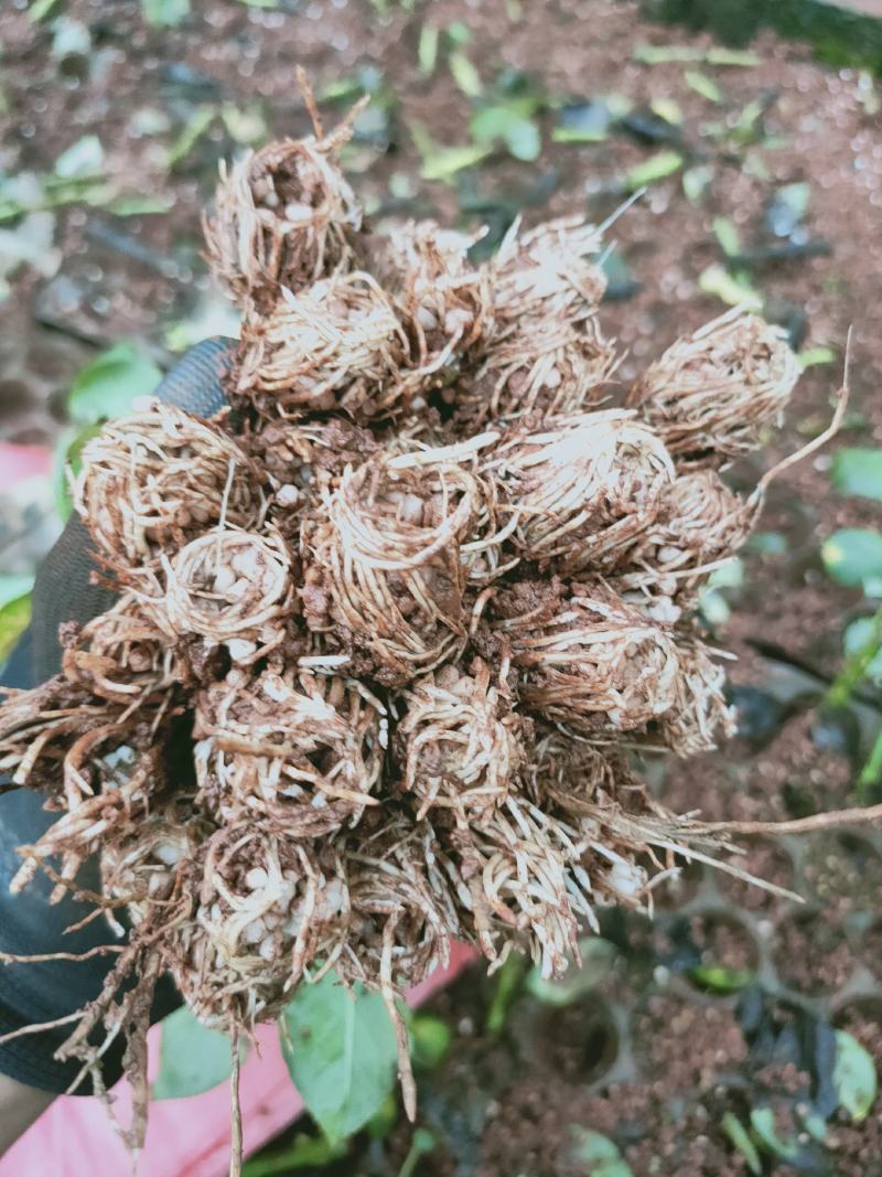 玫瑰月季小苗卡罗拉，橙色芭比黄蝴蝶折射，香槟紫霞仙子