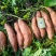 安徽亳州龙九红薯原产地商超特供一手货源产地直发