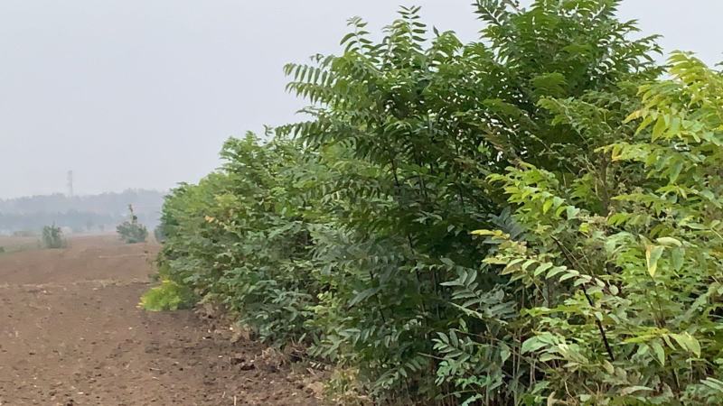 大量出售香椿树2--3-4-5公分