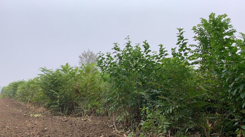 大量出售香椿树2--3-4-5公分