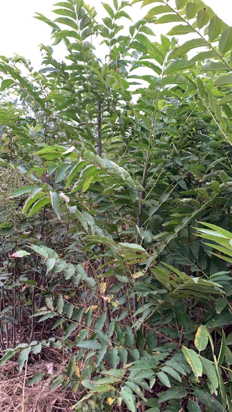 大量出售香椿树2--3-4-5公分