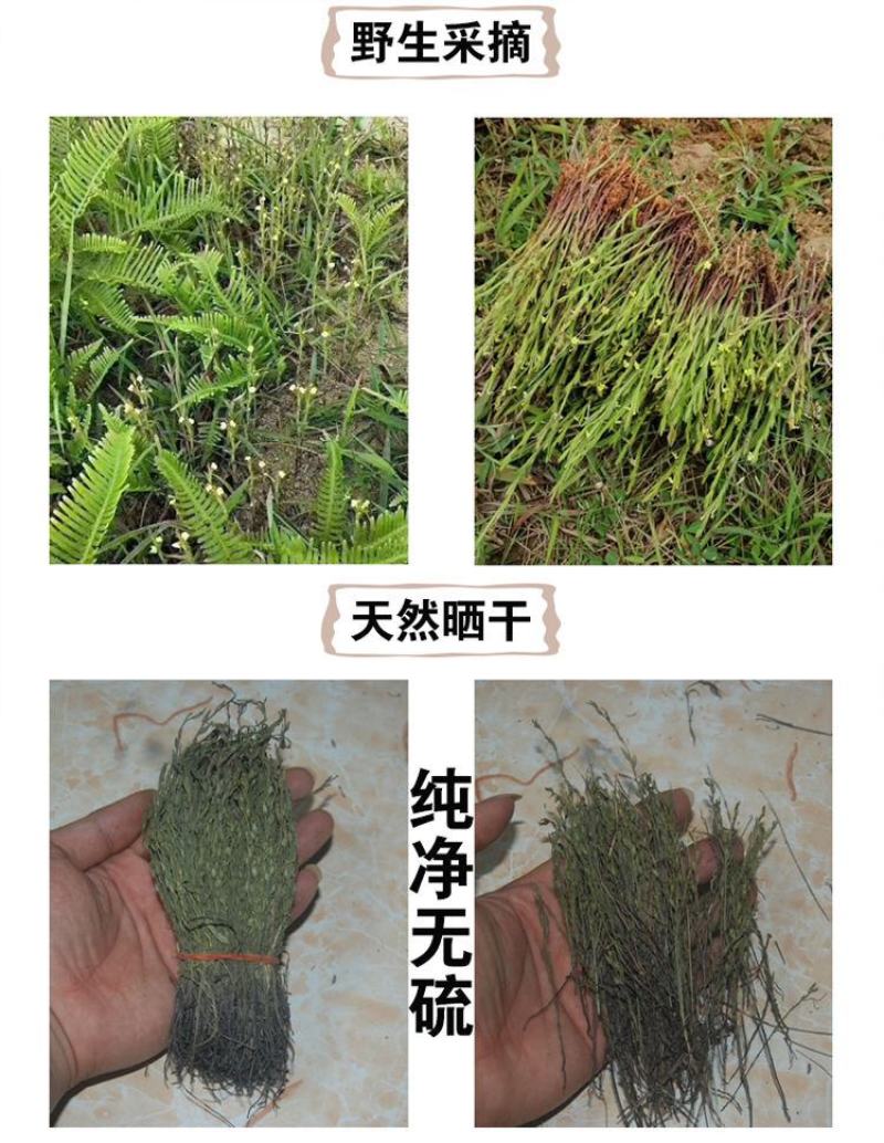 独脚金小儿开胃汤新鲜草药干货独脚柑正品野生疳积草