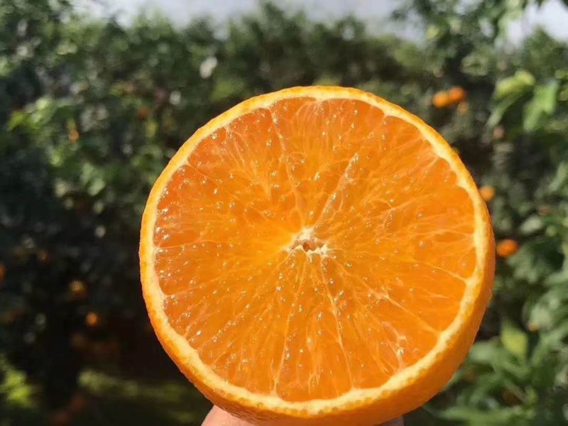 丹棱精品爱媛果冻橙.爱媛38